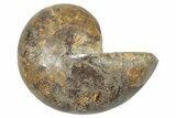 Cut & Polished Jurassic Nautilus Fossil (Half) - Madagascar #289980-1